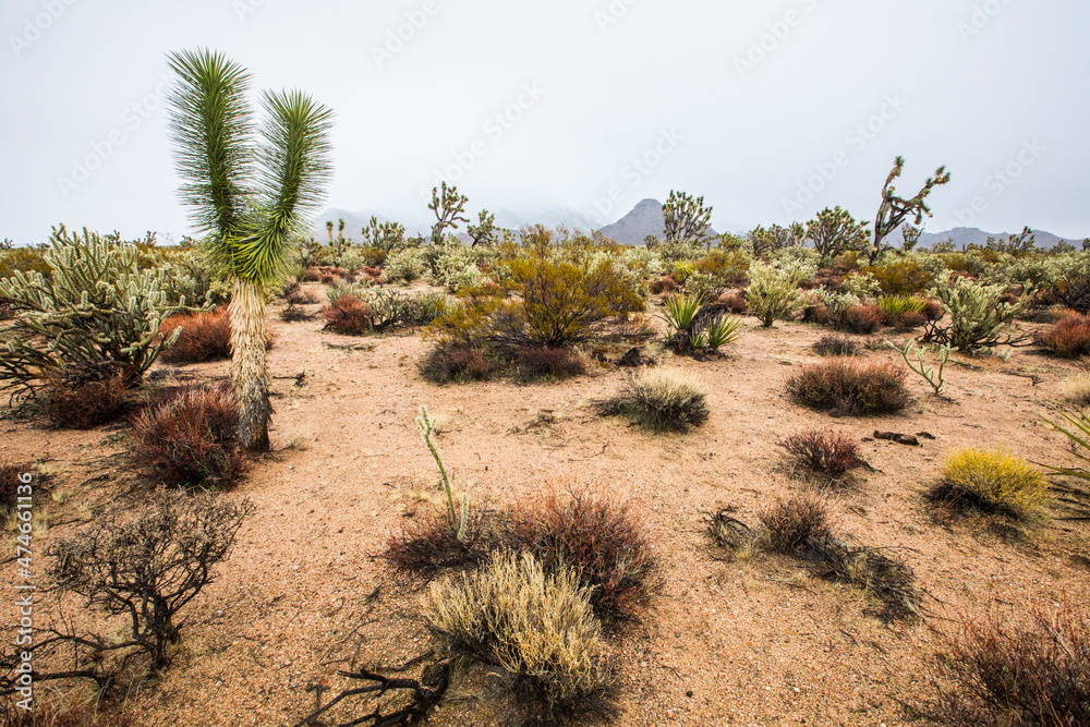 Winter in the desert of Grand Canyon National Park, United States Of America Winter in the desert of Grand Canyon National Park, United States Of America