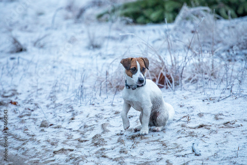 happy puppy jack russell terrier hunting in the forest looking for prey.