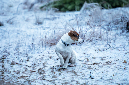 Fototapeta Naklejka Na Ścianę i Meble -  happy puppy jack russell terrier hunting in the forest looking for prey.