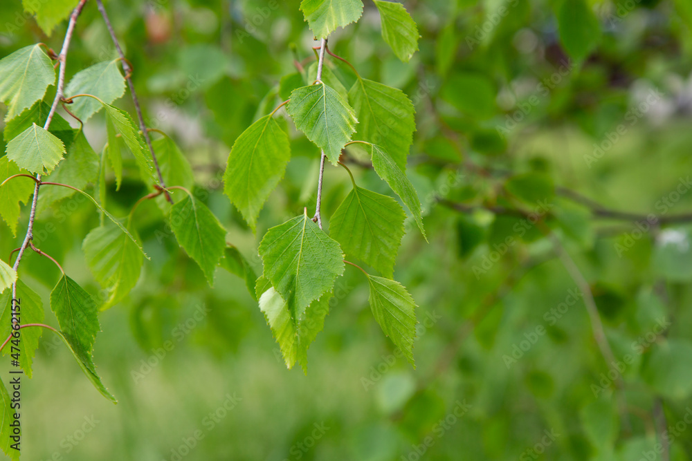 Birch branches with green young juicy foliage and ladybug in sunlight with soft focus outdoors in nature in spring. Gentle fresh spring background with beautiful blurred bokeh Birch branches with green young juicy foliage and ladybug in sunlight with soft focus outdoors in nature in spring. Gentle fresh spring background with beautiful blurred bokeh