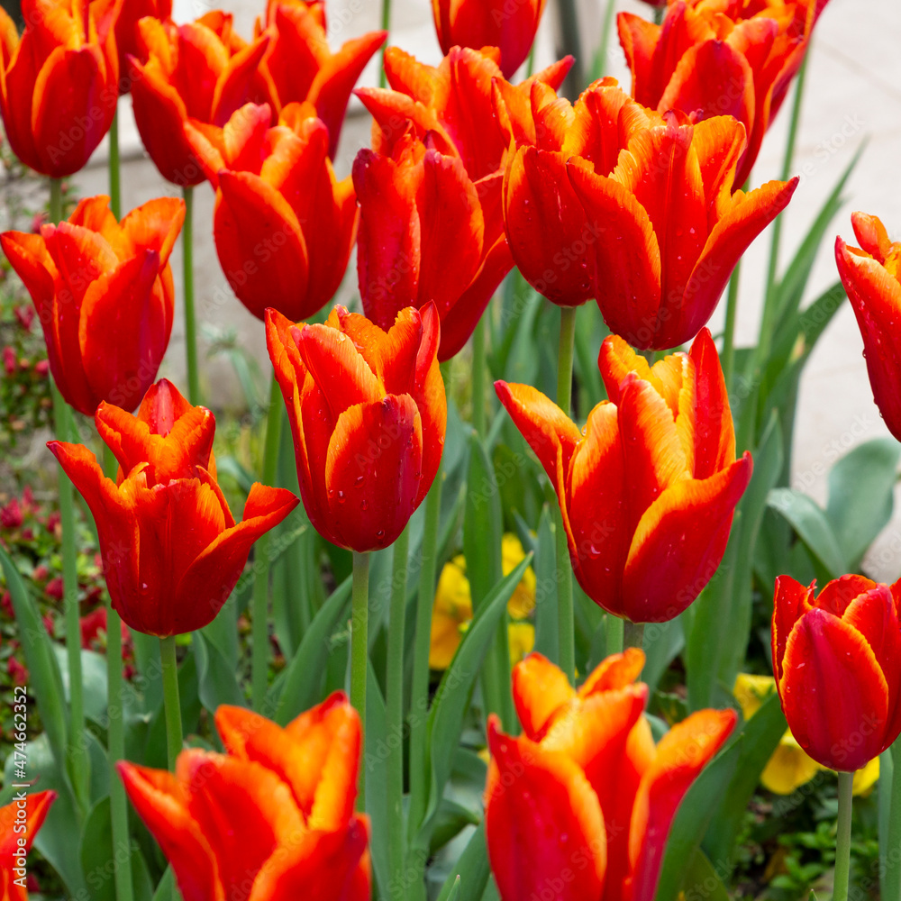 Spring background with red tulips flowers. beautiful blossom tulips field. spring time Spring background with red tulips flowers. beautiful blossom tulips field. spring time