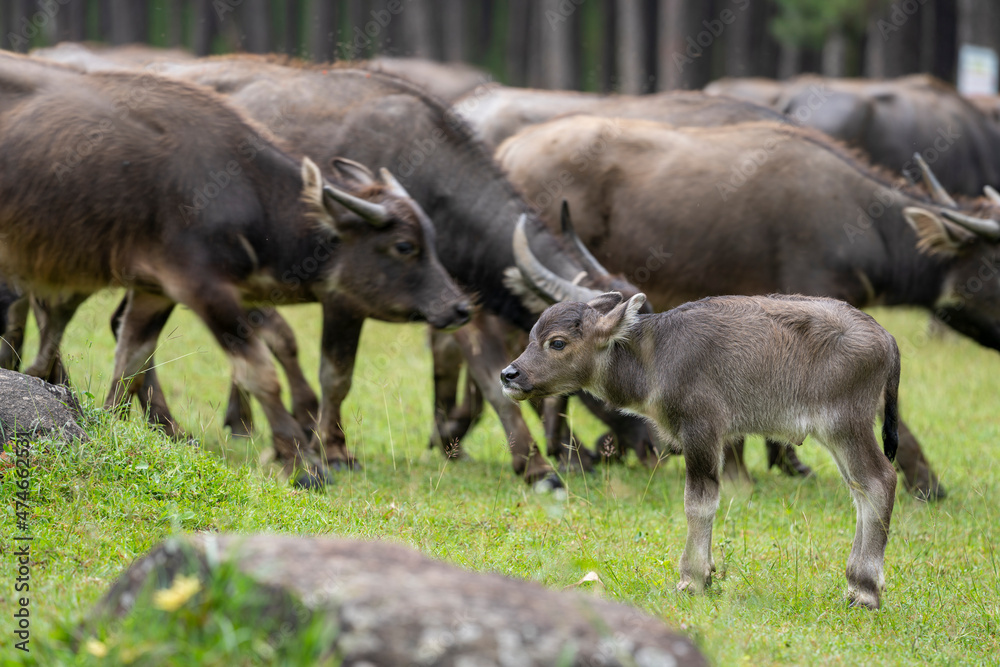A large herd of wild water buffalo. Mother and Cute Newborn baby A large herd of wild water buffalo. Mother and Cute Newborn baby