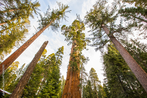 Winter in Sequoia National Park, United States Of America