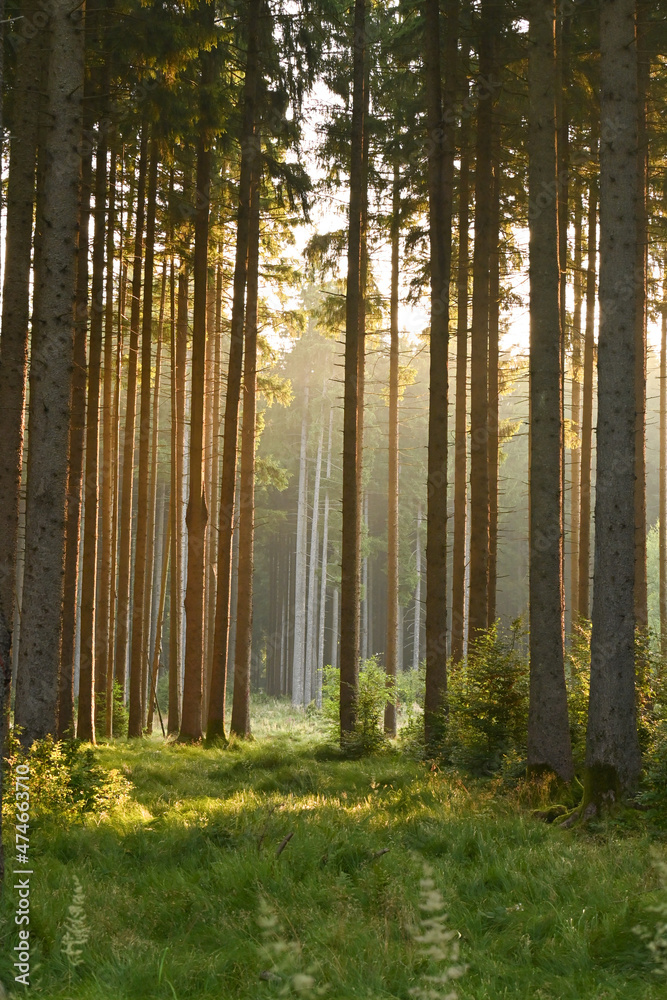 Misty early morning in the forest of Perlacher Forst in Munich with pine trees growing on the moss ground Misty early morning in the forest of Perlacher Forst in Munich with pine trees growing on the moss ground