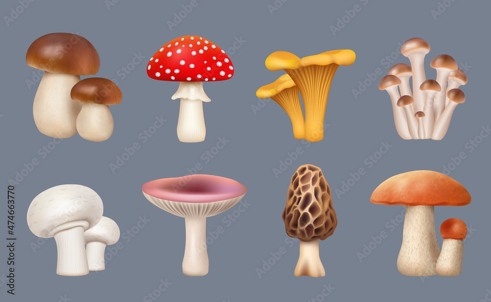 Mushroom realistic. Harvest forest plants chanterelle white mushrooms fungus decent vector collection set isolated - obrazy, fototapety, plakaty 