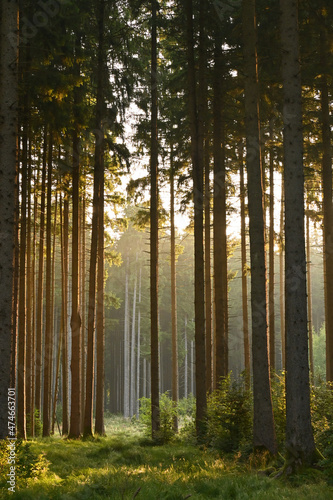 Misty early morning in the forest of Perlacher Forst in Munich with pine trees growing on the moss ground