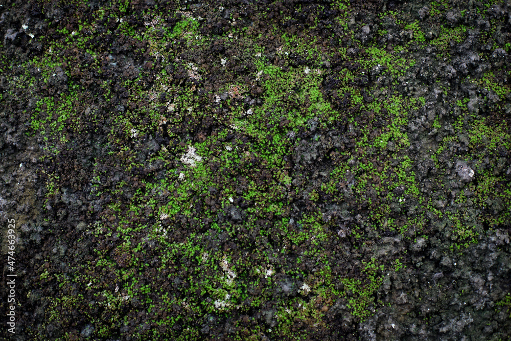 Green moss on the dark wall with grunge texture Green moss on the dark wall with grunge texture