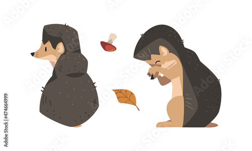 Cute Spiny Hedgehog Mammal and Autumn Leaf Vector Set