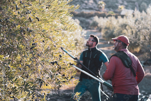 two men working in the olive harvest using machines. photo