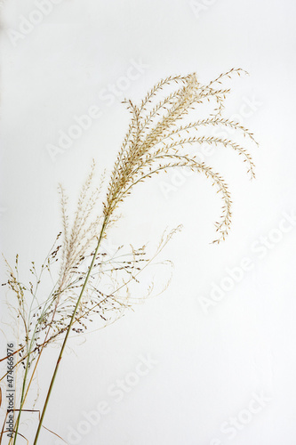 Dried flower. Miscanthus chinensis  Miscanthus sinensis  eulalia  Chinese fan grass or Chinese silver grass  is a perennial herbaceous plant. On a light background.