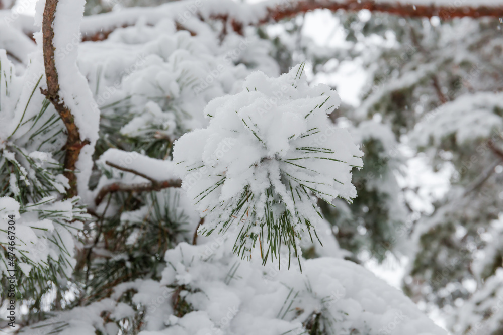 Pine branch covered with snow, close-up in selective focus