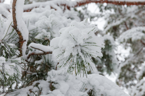 Pine branch covered with snow, close-up in selective focus