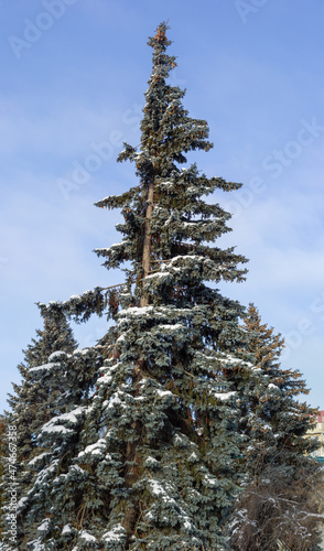 Old blue spruce partly covered with snow against the sky