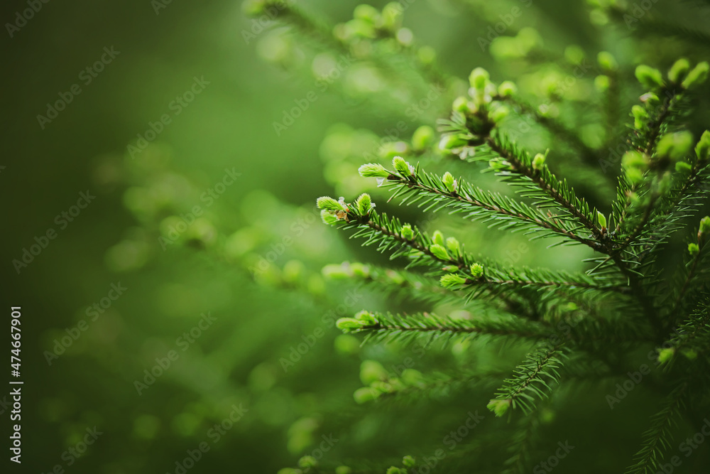 Lush beautiful spruce branches with green needles grow in the summer forest. The nature of the taiga. Coniferous trees.