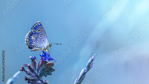 Beautiful blue butterfly on blue flowers against blue air background. Romantic artistic picture of amazing nature.