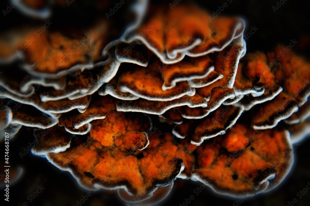 Mashroom 4 Mashroom 4