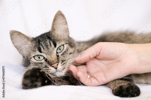 A portrait of a beautiful gray cat lying on a light background and looking at the camera, while a man's hand strokes his beard.