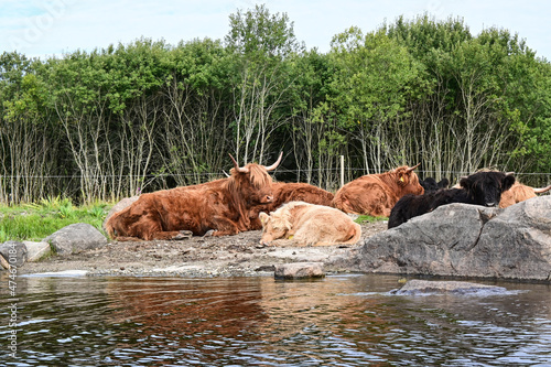Scottish brown angus cow species pn the shore of a lake