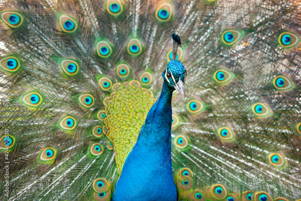 Obraz premium Wunderschöner Pfau der ein Rad schlägt.