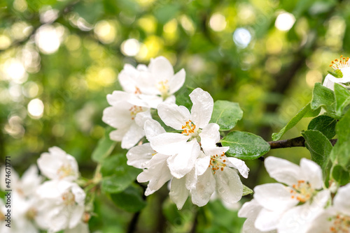 Blooming apple tree branch with white flowers in spring orchard
