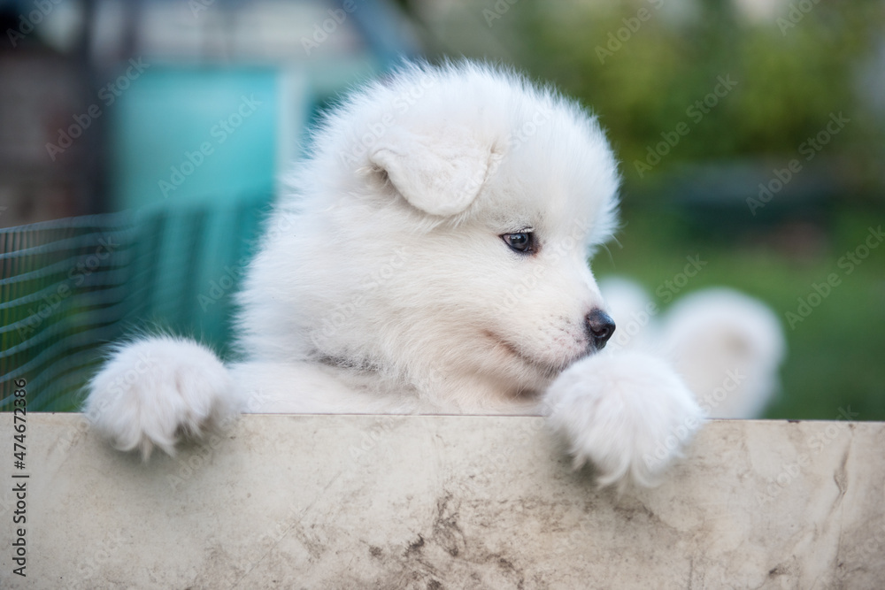 White fluffy Samoyed puppy peeking out from the fence