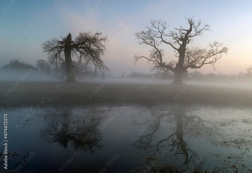Landscape in the park. Old trees. Landscape in the park. Old trees.