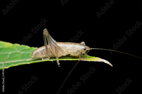 Grey katydid cricket insect on leaf, Stridulation species, Satara, Maharashtra, India