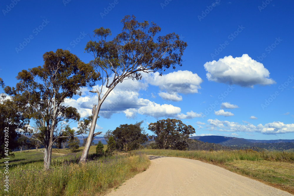 Obraz premium tree in the field