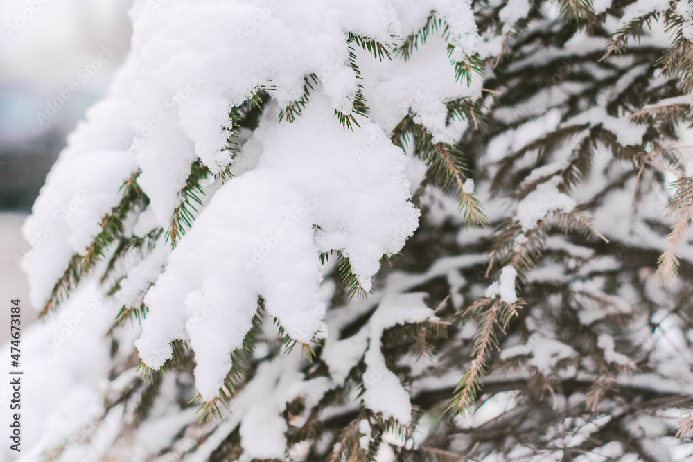 Fir tree branch covered by snow