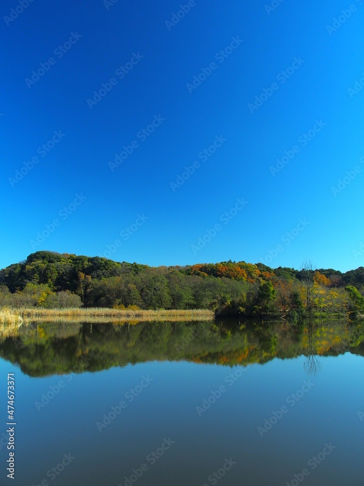 初冬の池と森のある21世紀の森と広場風景