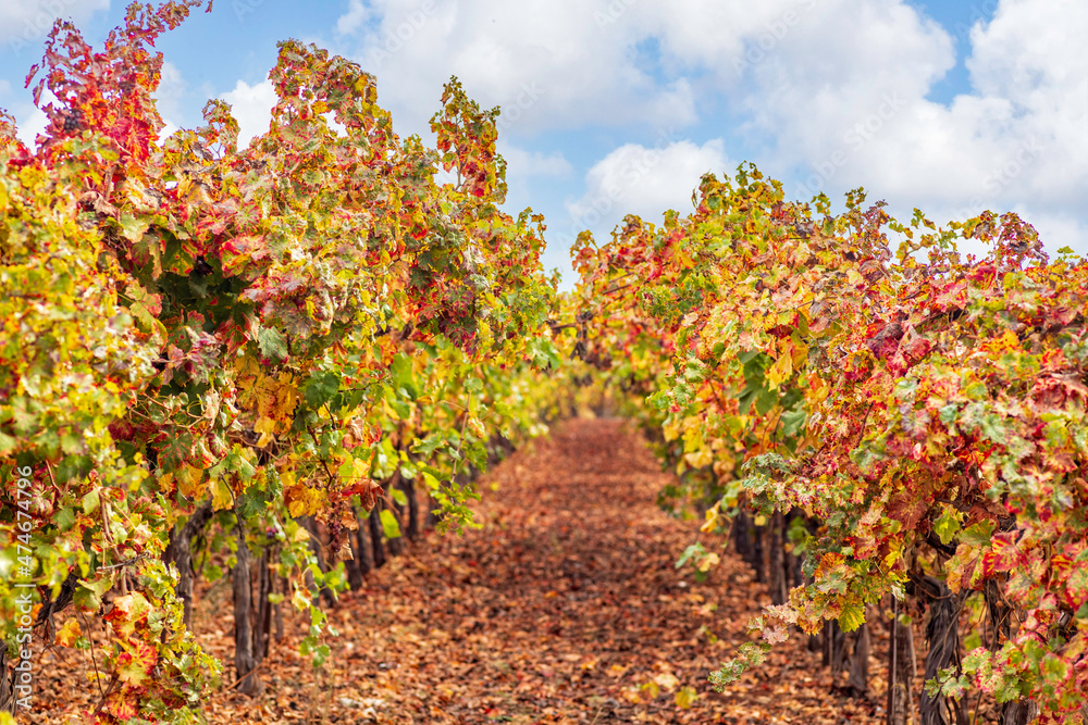 View of the rows of grape bushes with colorful autumn leaves in the vineyard