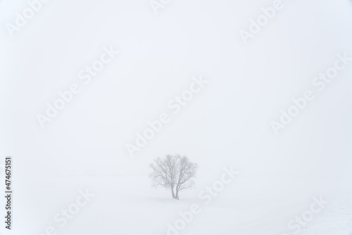 雪原と木のイメージ