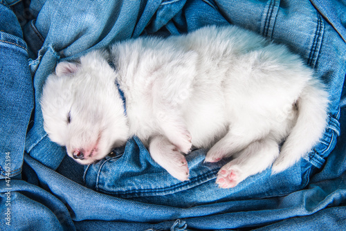 White fluffy small Samoyed puppy dog on blue jeans background