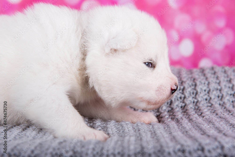 White fluffy small Samoyed puppy on gray knitted wrap White fluffy small Samoyed puppy on gray knitted wrap