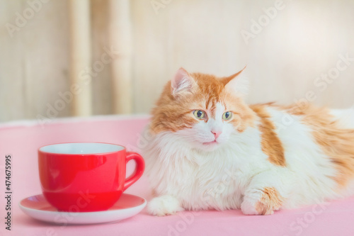 Red-and-white cat and red cup