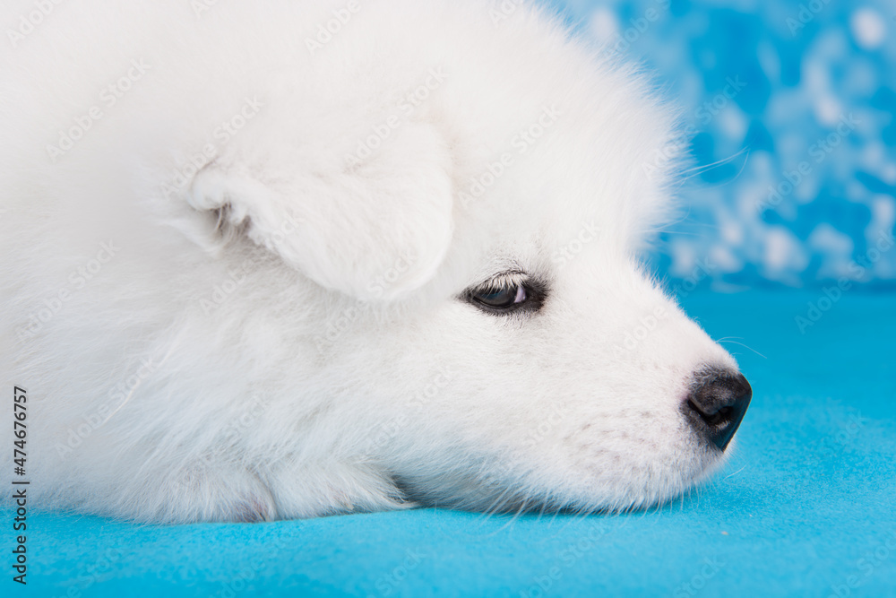 White fluffy small Samoyed puppy dog is sleeping on blue blanket