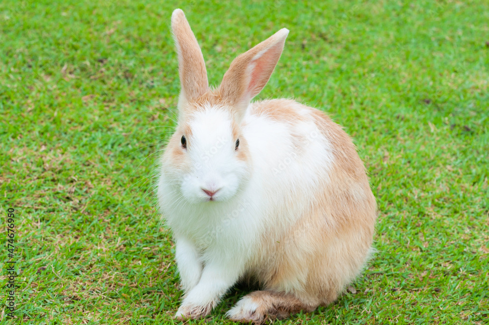 Rabbit young bunny on greenfield action, cute rabbit in farm. Rabbit young bunny on greenfield action, cute rabbit in farm.