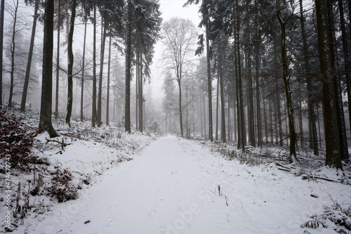 Forest path in snow