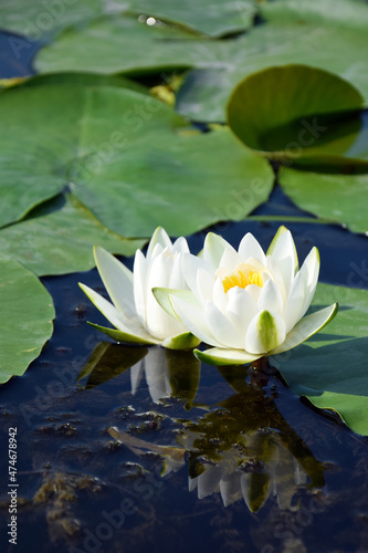 Water lilies green leaves on a pond with white blooming lotus flowers illuminated by sunny summer light.