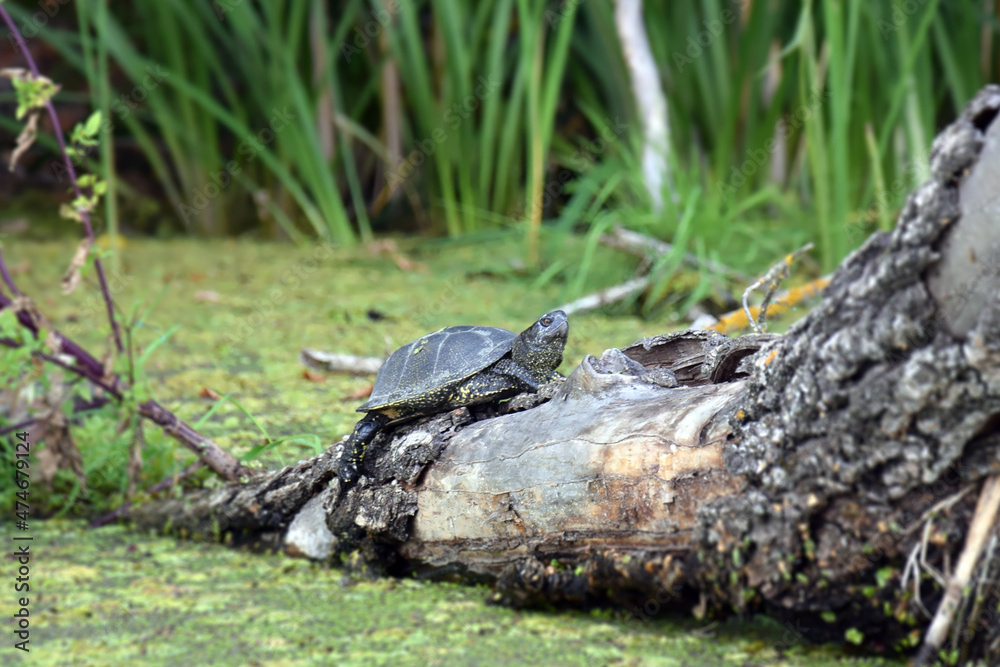 Naklejka premium A river turtle climbed a tree thrown into the river.