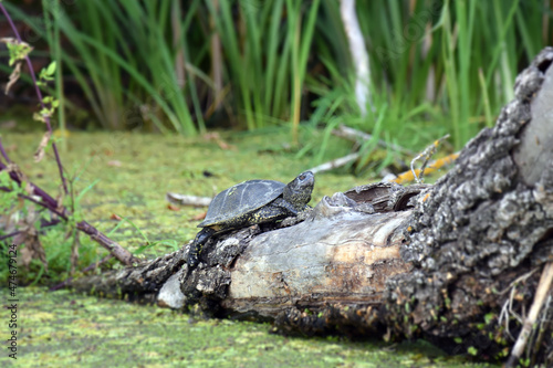 A river turtle climbed a tree thrown into the river.