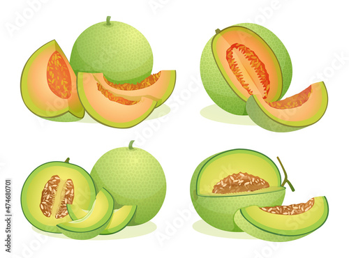 Set of various fresh melon fruits whole, half and cut slice illustration isolated on white background