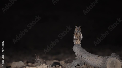 Long-eared Owl on a Felled tree trunk at night in the desert
