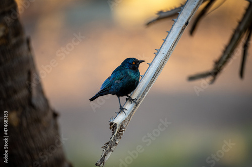 Black fork tailed drongo bird in Namibia