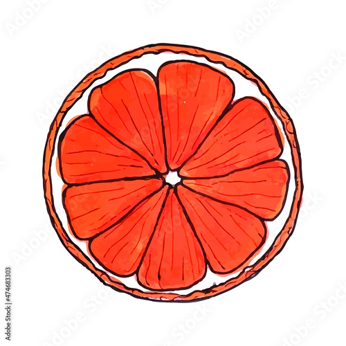 Citrus fruits. in watercolor technique, vector image