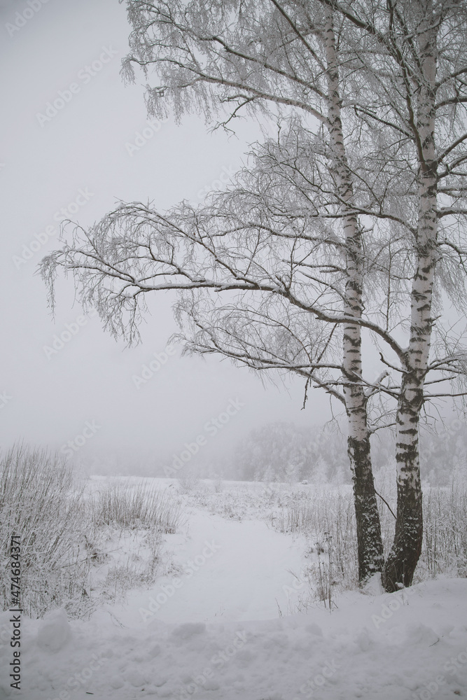 Winter landscape, trees standing in the snow, monochrome. Winter landscape, trees standing in the snow, monochrome.