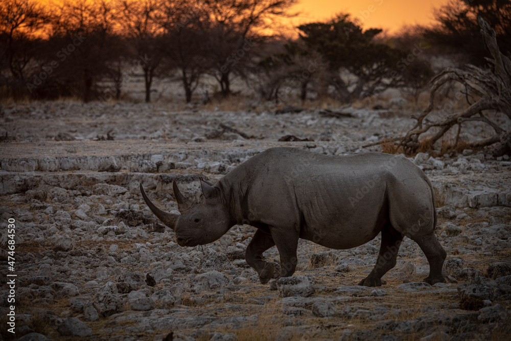 Fototapeta premium Rhino at sunset in Etosha Park, Namibia