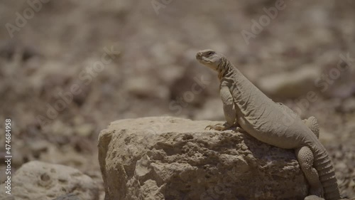 Egyptian spiny-tailed lizard (Uromastyx aegyptia) Standing on a rock and looking around photo