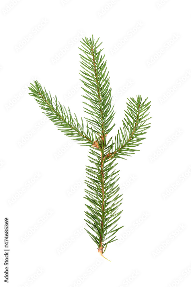Little branch of the Christmas spruce. Fir x-mas tree. Real spruce twig with needles. Isolated on white background close up. Little branch of the Christmas spruce. Fir x-mas tree. Real spruce twig with needles. Isolated on white background close up.