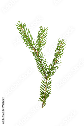 Little branch of Christmas spruce. Fir x-mas tree. Real spruce twig with needles. Isolated on white background close up.